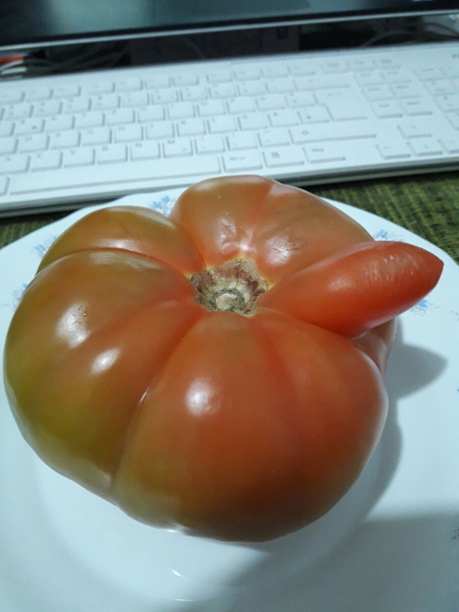 CockTomato1.jpg