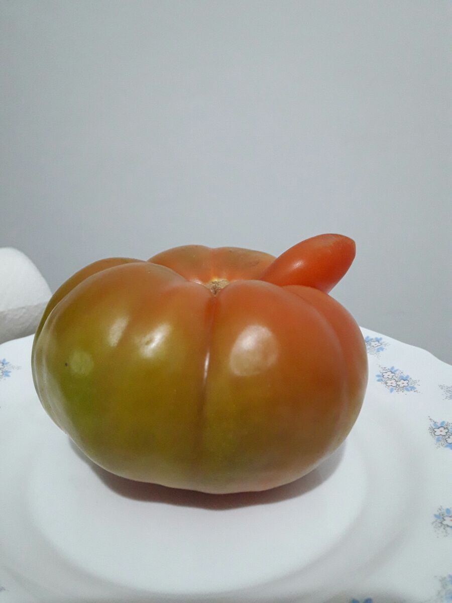 CockTomato2.jpg